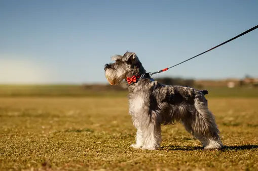 Pet Harnesses