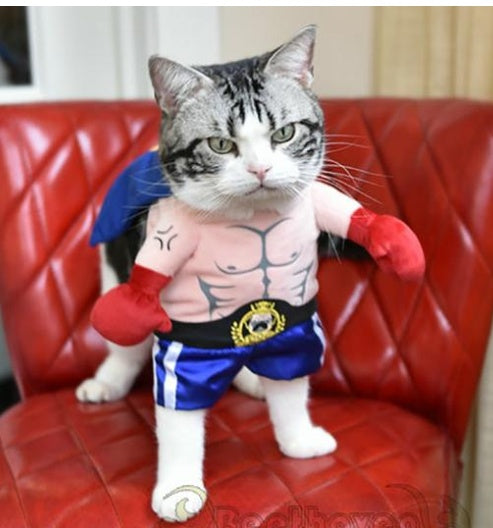 Boxer Cat Costume