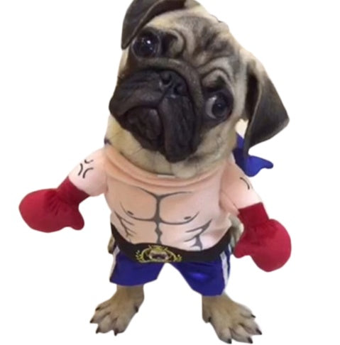 Boxer Cat Costume